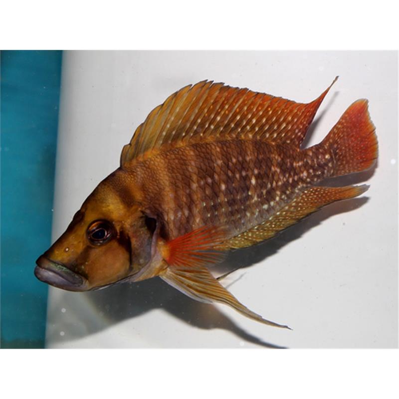 Lamprologus comp. tanzania red fin - imagine 4